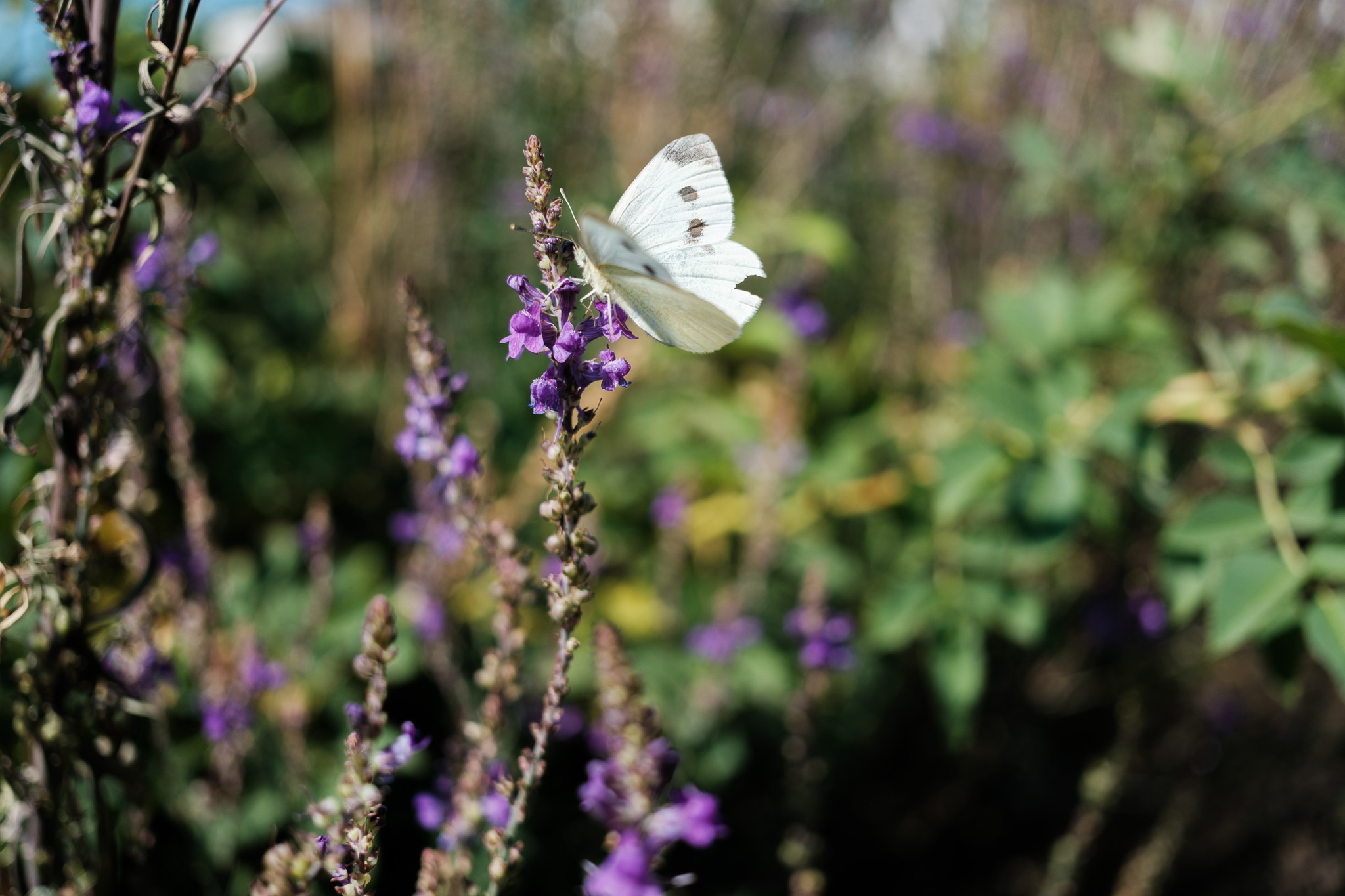 Fujifilm X-E5 sample photograph