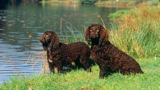 2 American water spaniels on the edge of a lake.