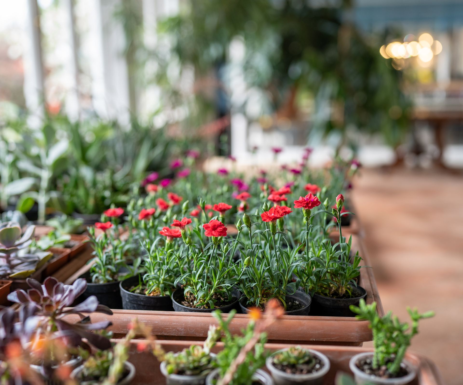 Flowers and houseplants in small plastic pots in flower shop
