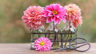 cut dahlia flowers in three glass bottles