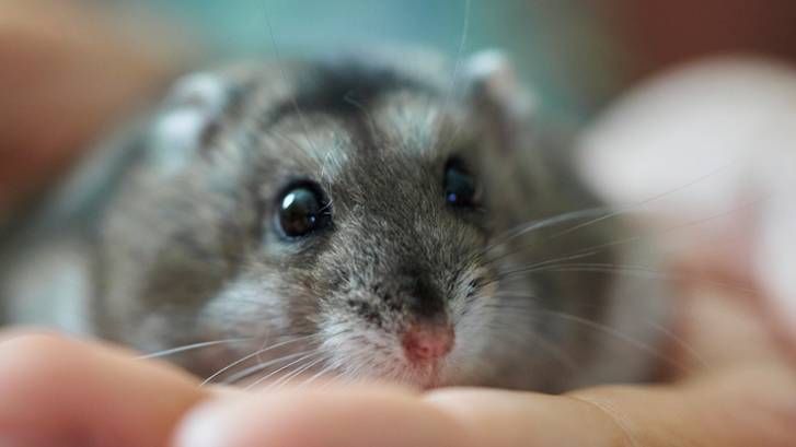 How to bond with your hamster | PetsRadar