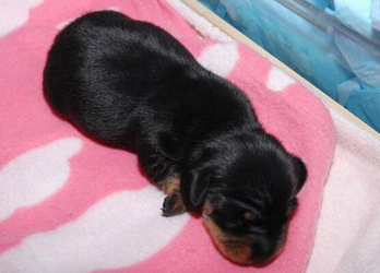Meet Mini Winnie, Britain's first cloned dog