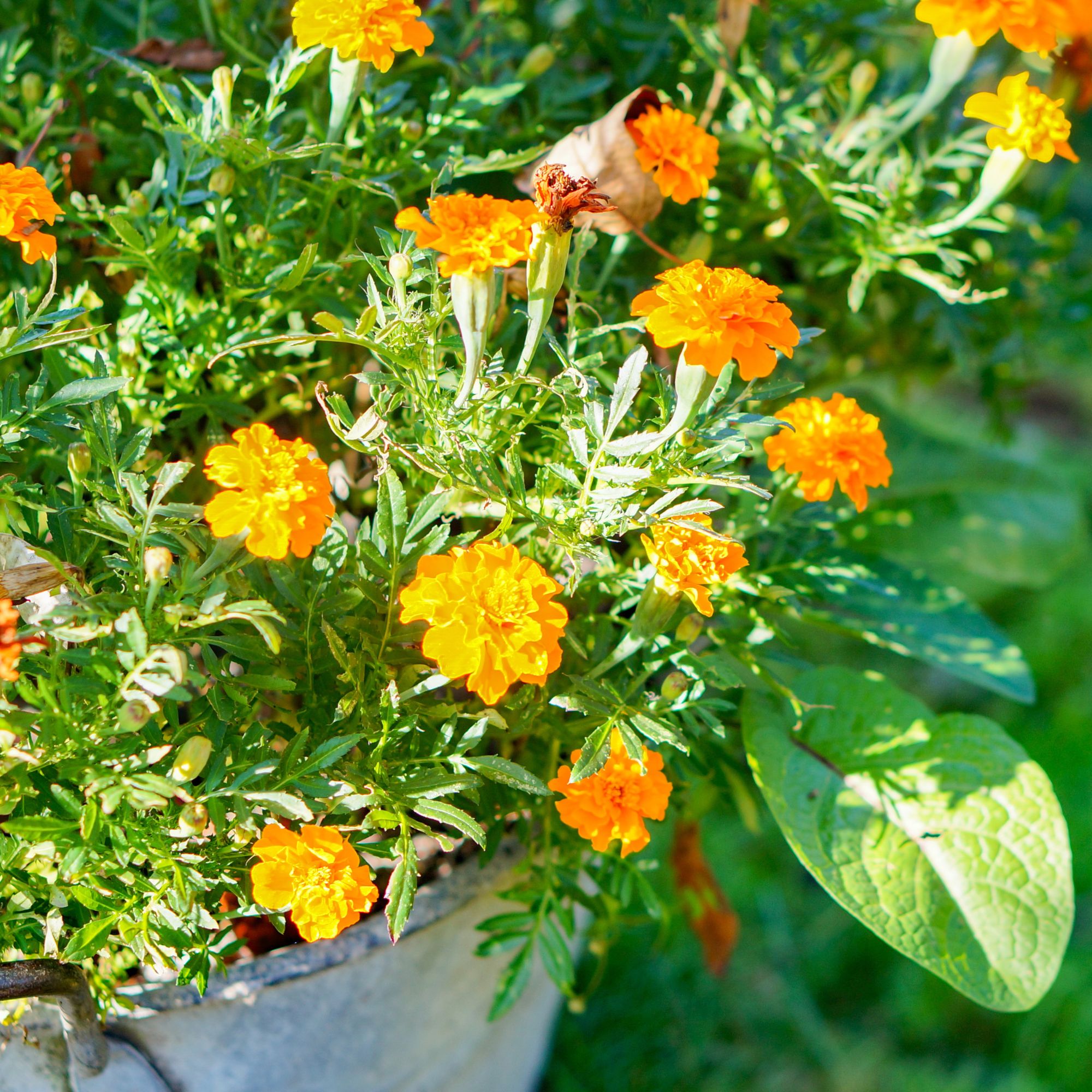marigolds in container