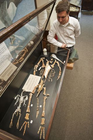 Researcher Daniel Ksepka with a Kairuku specimen and the bones of a modern-day Little Blue penguin.