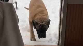 English Mastiff refuses to come inside