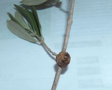 Olive Knot On Tree Branch