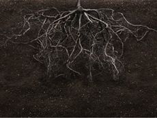 Roots Of A Plant Underground