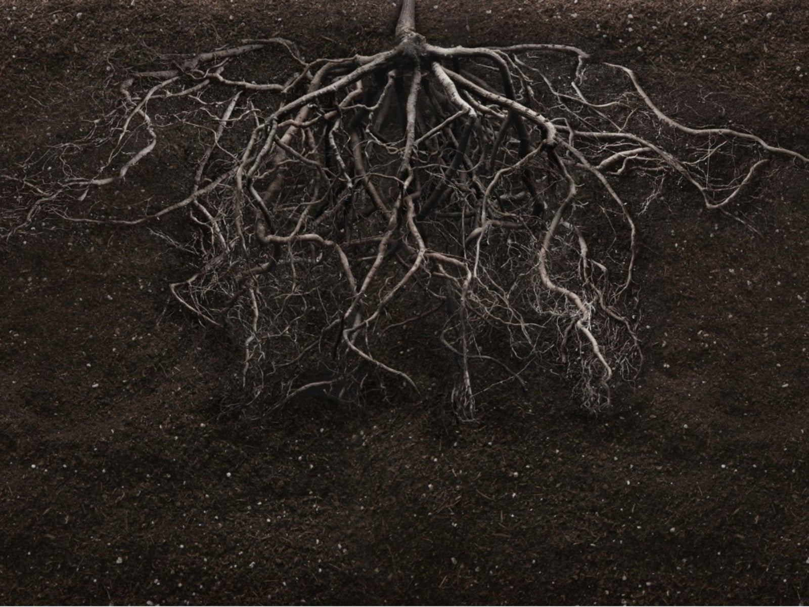 plant roots pictures