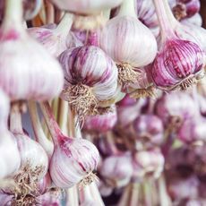 Garlic bulbs hanging up to dry