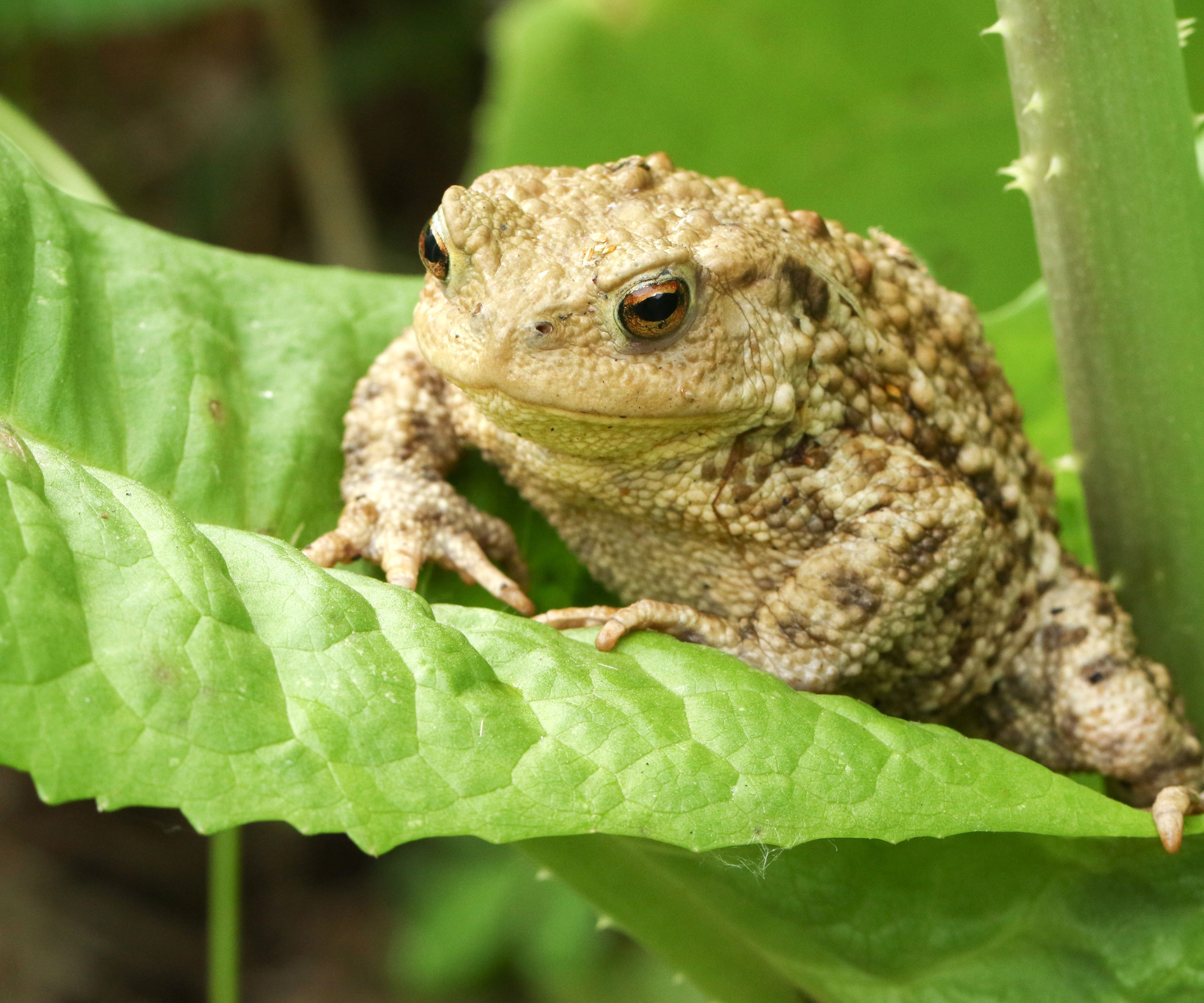 toad sitting on bright green leaf