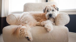 Hypoallergenic dog breeds - Soft Coated Wheaten Terrier lying on big arm chair