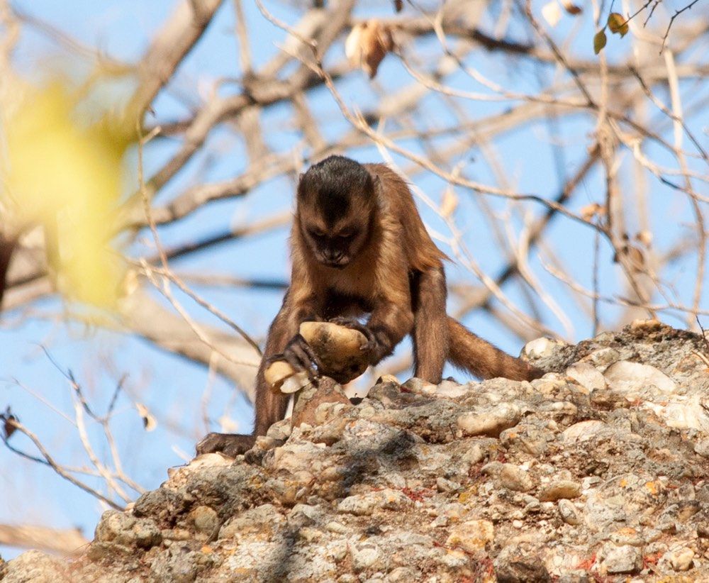 A capuchin monkey bangs stones together in Brazil. This is the first evidence that primates not in the human lineage can accidentally make broken stones that look like early tools. 