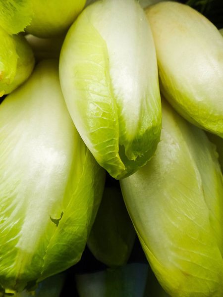 Witloof Chicory Plants