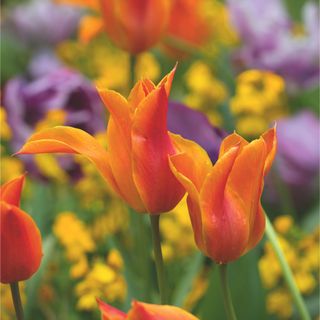 Orange tulip flowers in garden