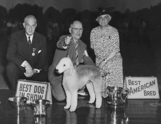 A Bedlington Terrier stands on a platform at the 1947 Morris and Essex Kennel Club dog show, awarded Best in Show and Best American Bred. Handler Anthony Neary holds the dog beside judge Joseph Quirk and Mrs. Geraldine Rockefeller Dodge, the club’s president. Silver trophies are displayed in front, including the Percy R. Rockefeller Trophy.