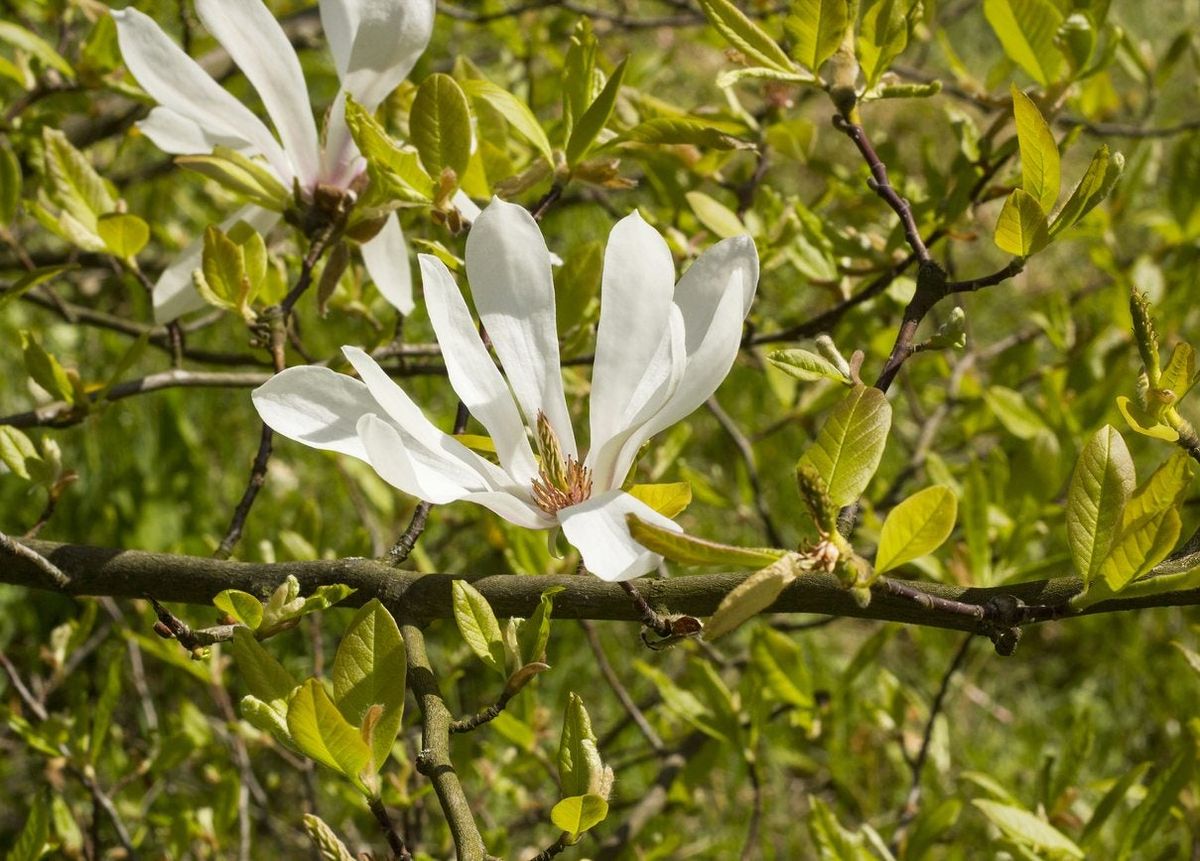 Can Magnolia Trees Grow In Zone 5 Best Magnolia Trees For Zone 5