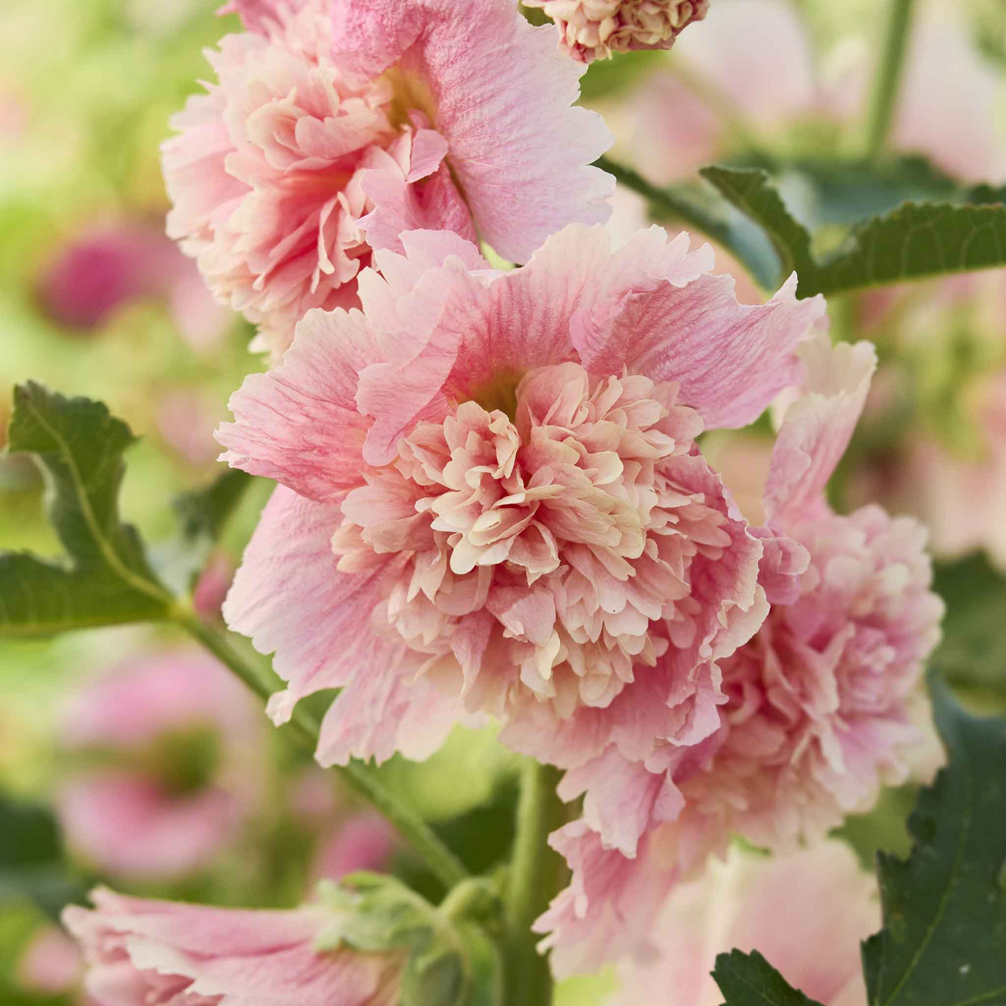Hollyhock Seeds - Summer Carnival Apple Blossom