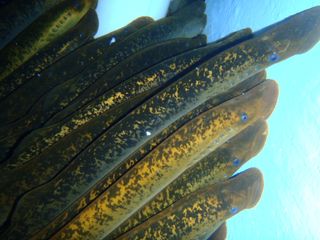 A group of sea lampreys, an invasive species in the Great Lakes.
