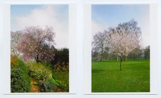 Blossoming trees in London