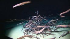 This single frame shows the highest number of individuals of a single taxon, in this case a group of cutthroat eels (Ilyophis arx).