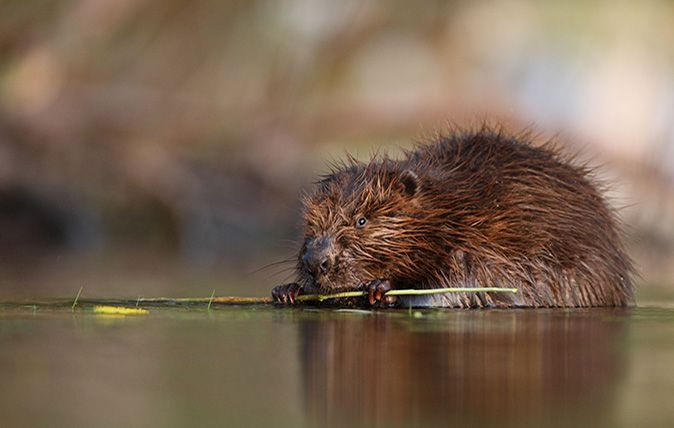 UK beaver population