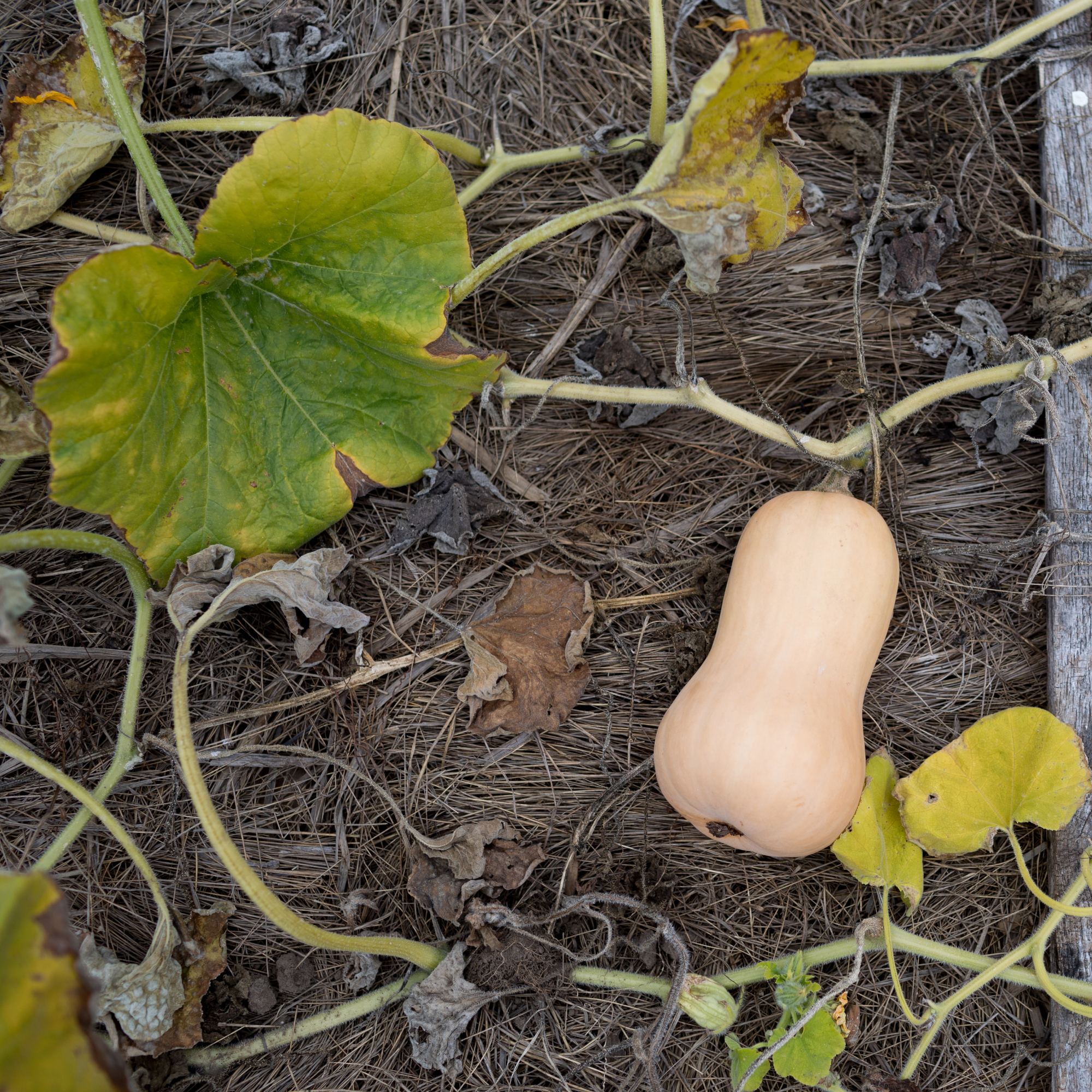 dying butternut squash vines with one fruit