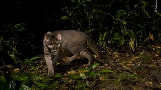 A rare African golden cat in the darkness.