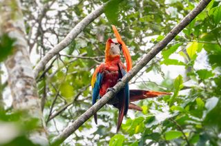 Parrot sat in a tree