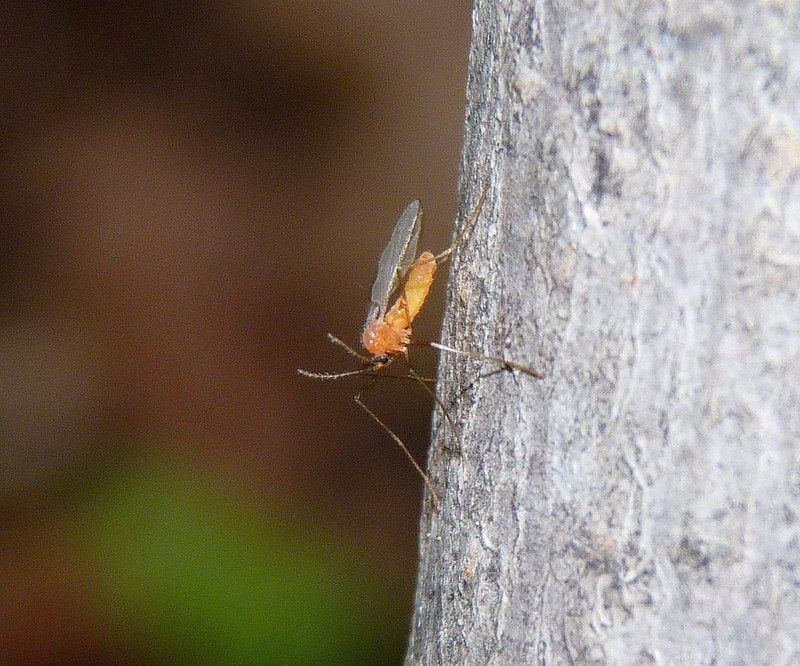 ヒイラギミッジの害虫：ヒイラギミッジの症状と駆除について学ぶ