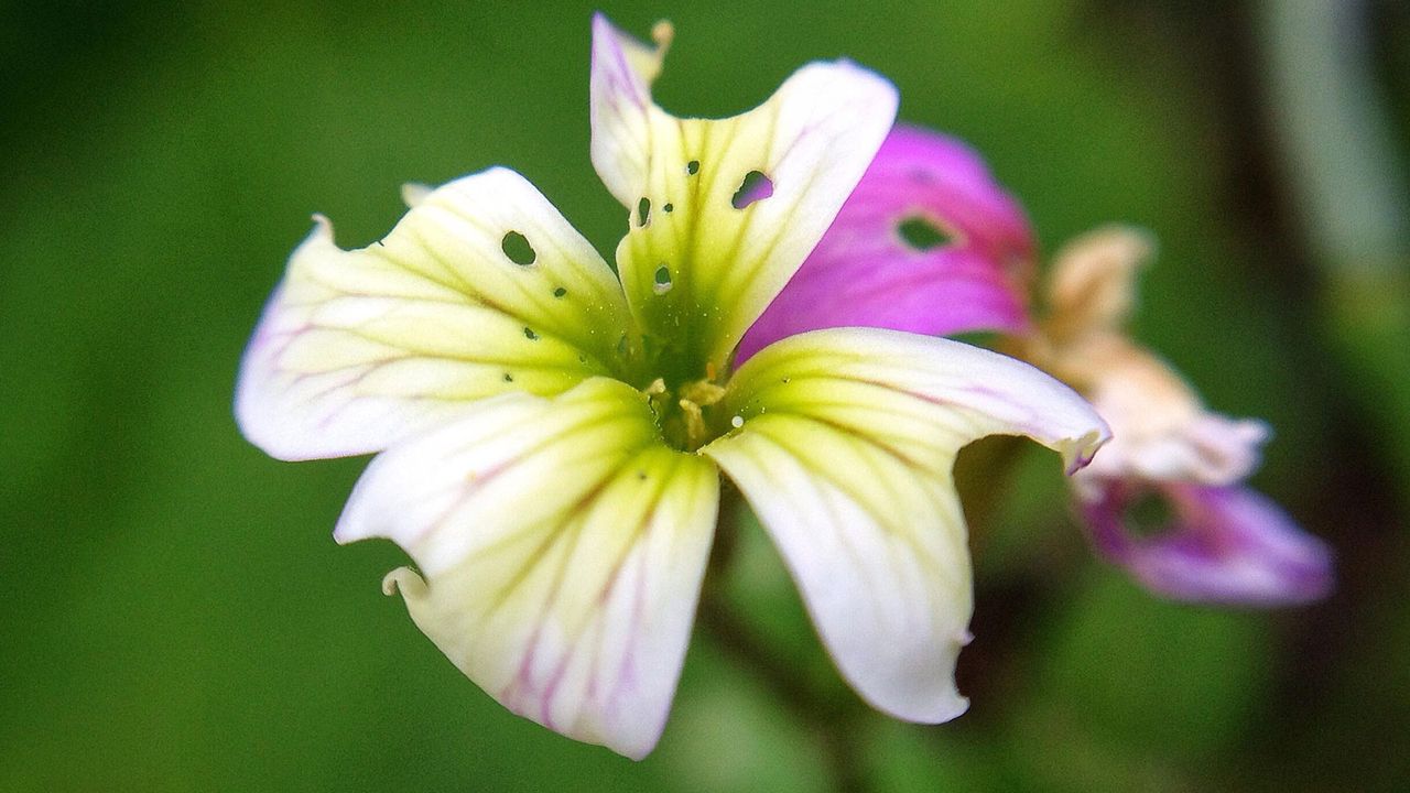 flower with holes in petals made by garden pest