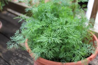 Organic fresh dill in a pot on a deck
