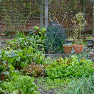 Vegetable patch with vegetable plants in garden