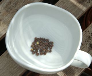 Sweet pea seeds soaking in a cup of water