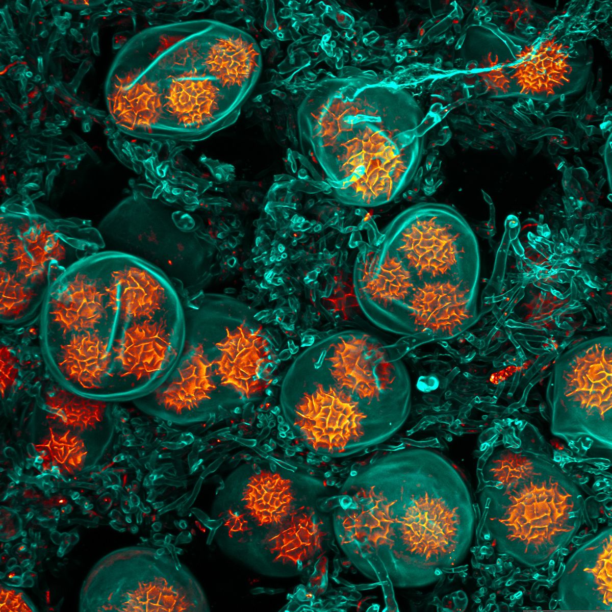 Entrant to the Nikon Small World Photomicrography Competition
