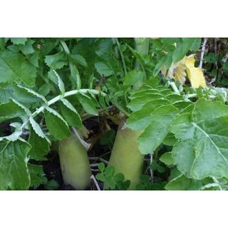 Tillage Radish Seeds, Cool-Season Cover Crop (10 Lb)