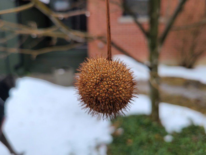 Galaxy S20 Camera Sample Macro