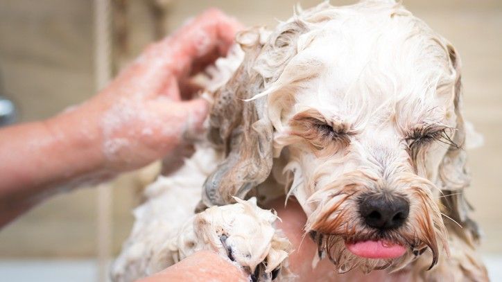 Can you use baby shampoo on dogs? A vet answers | PetsRadar