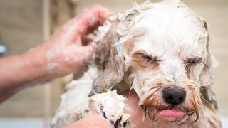 Can you use baby shampoo on dogs? A vet 