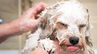 homemade dog shampoo