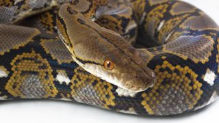 A reticulated python (Python reticulatus), like the one pictured here, is likely the python species that killed and swallowed a woman in Indonesia. 