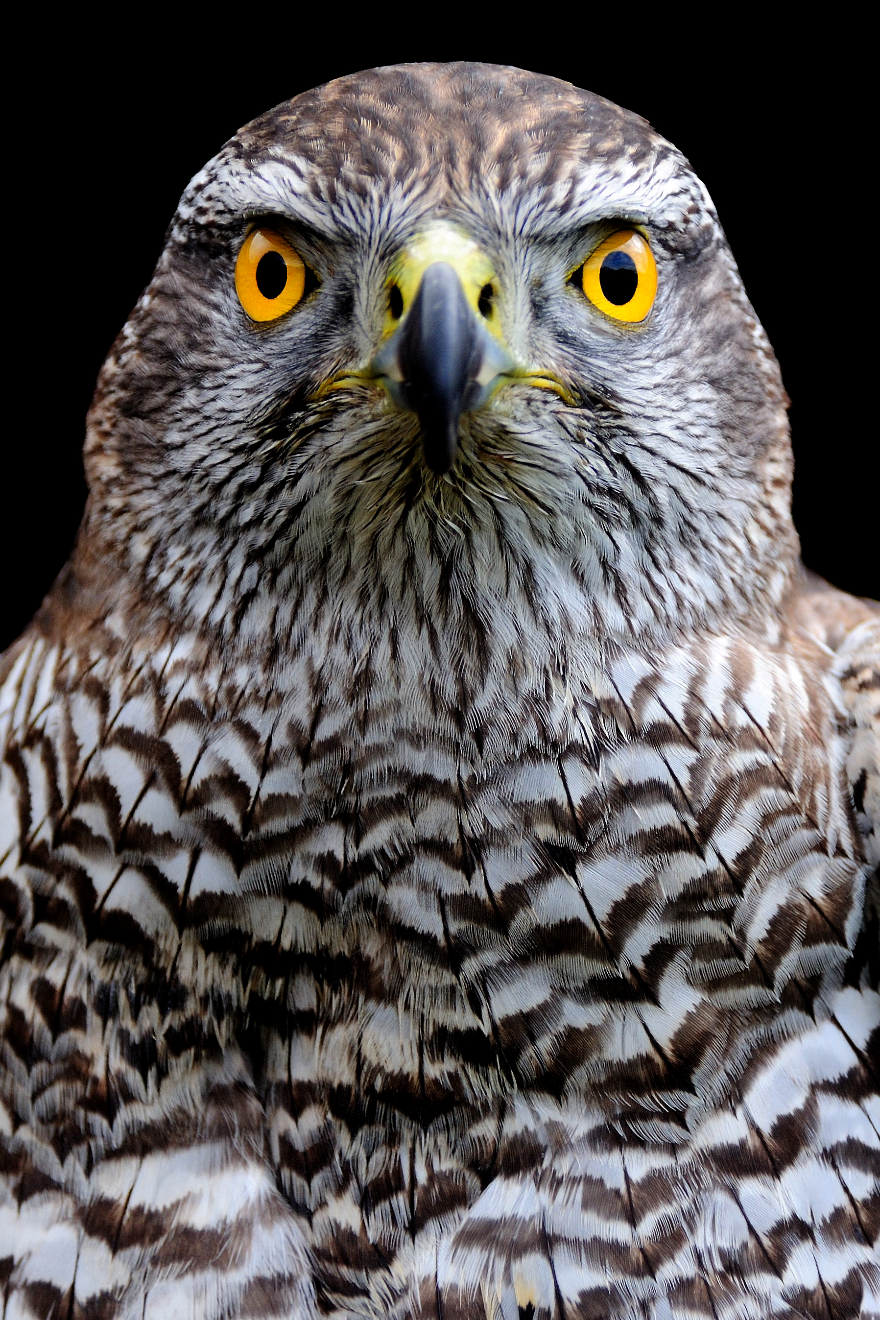 Goshawk.