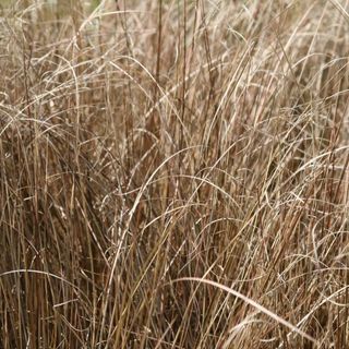 Carex Buchananii