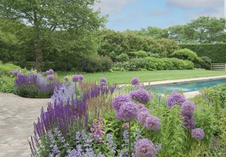 Purple alliums surrounding an inground swimming pool and foliage