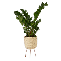 Zamioculcus Plant on Stand: £30 at Marks and Spencer&nbsp;