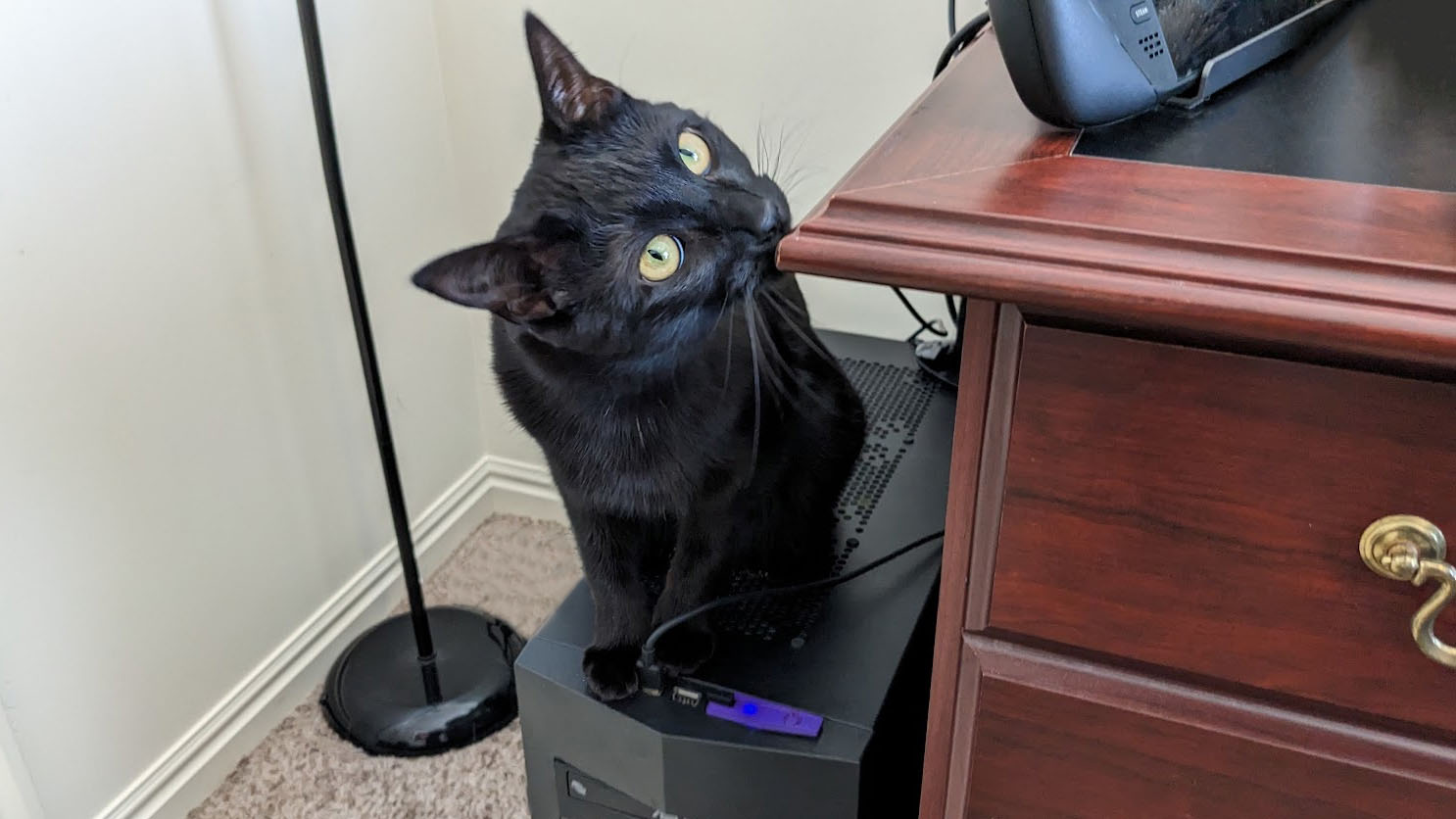 Gato preto na torre do computador.