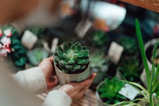 A person holding a succulent plant among other potted plants in the background.