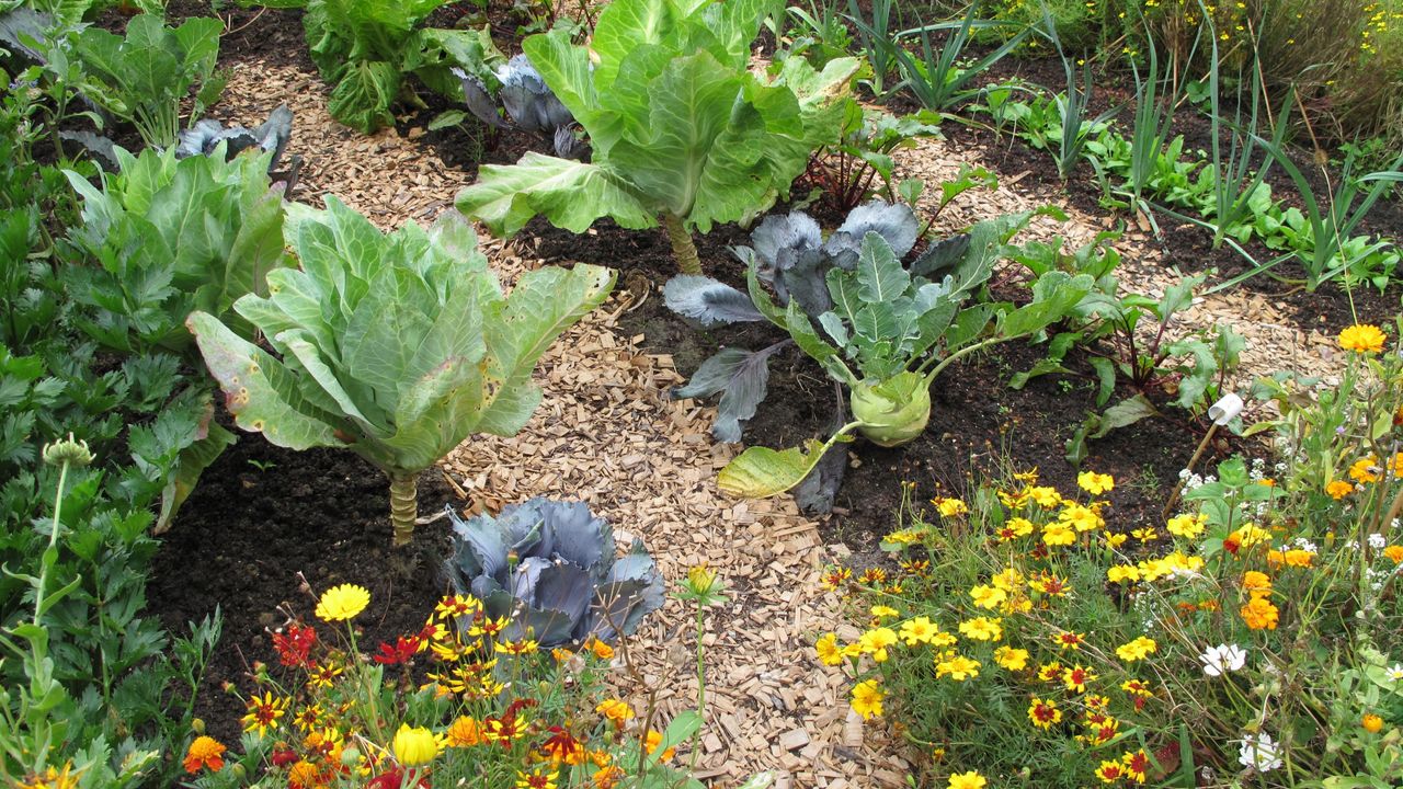 Rows of vegetables and flowers as companion plants with wood chippings between rows