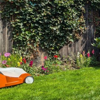 Stihl RMA 239 Cordless Lawn Mower on lawn