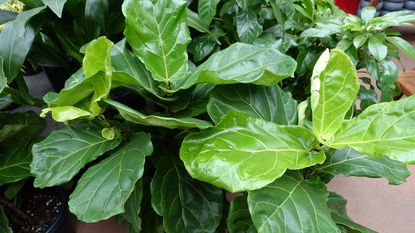 Ficus Lyrata, also known as Fiddle-Leaf Fig