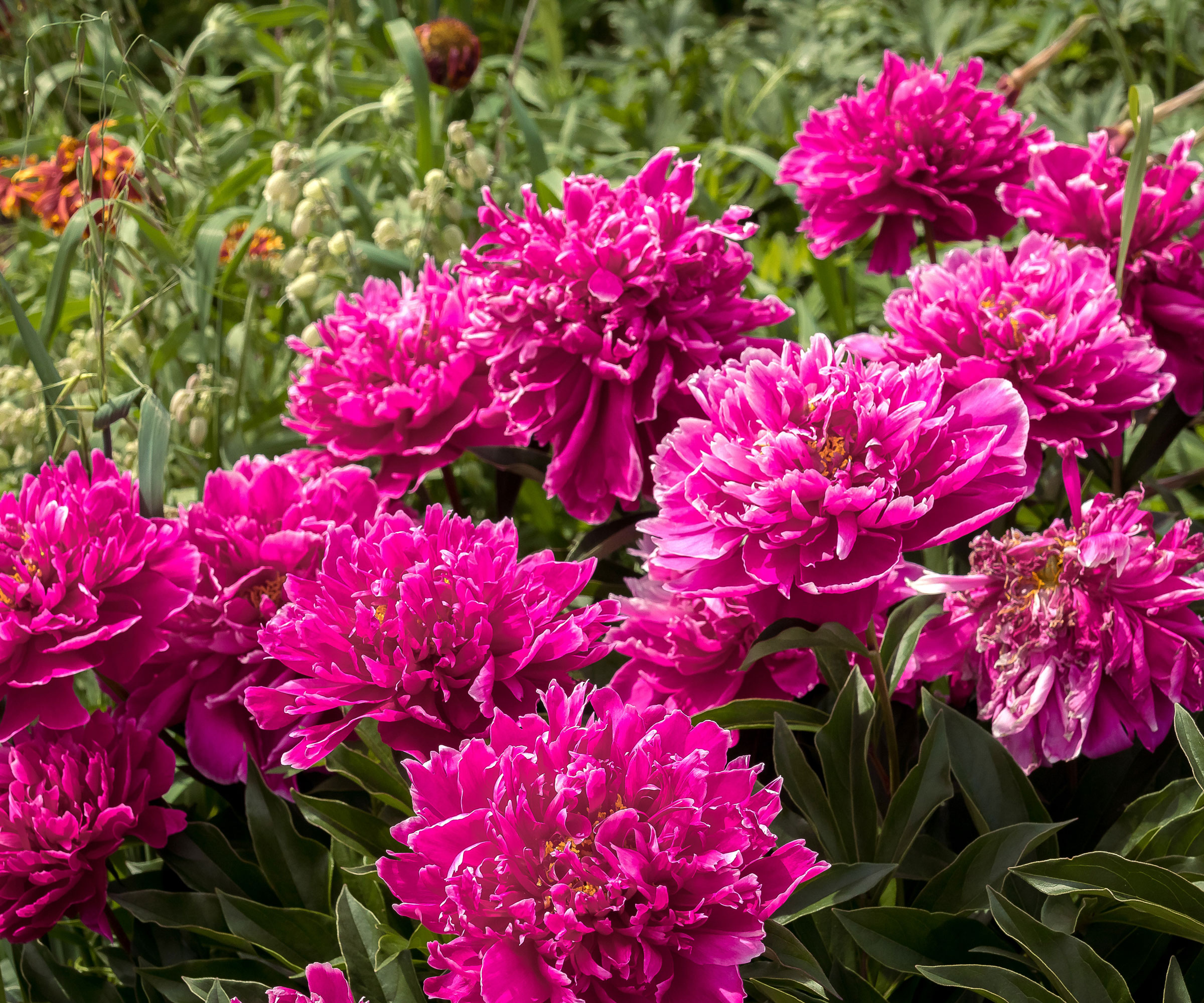 peony plants with deep pink flowers starting to deteriorate in readiness for deadheading